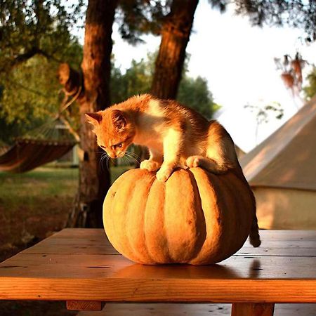 Glamping At A Lovely Tent In Skiaxtro- Marathopoli Villa Esterno foto