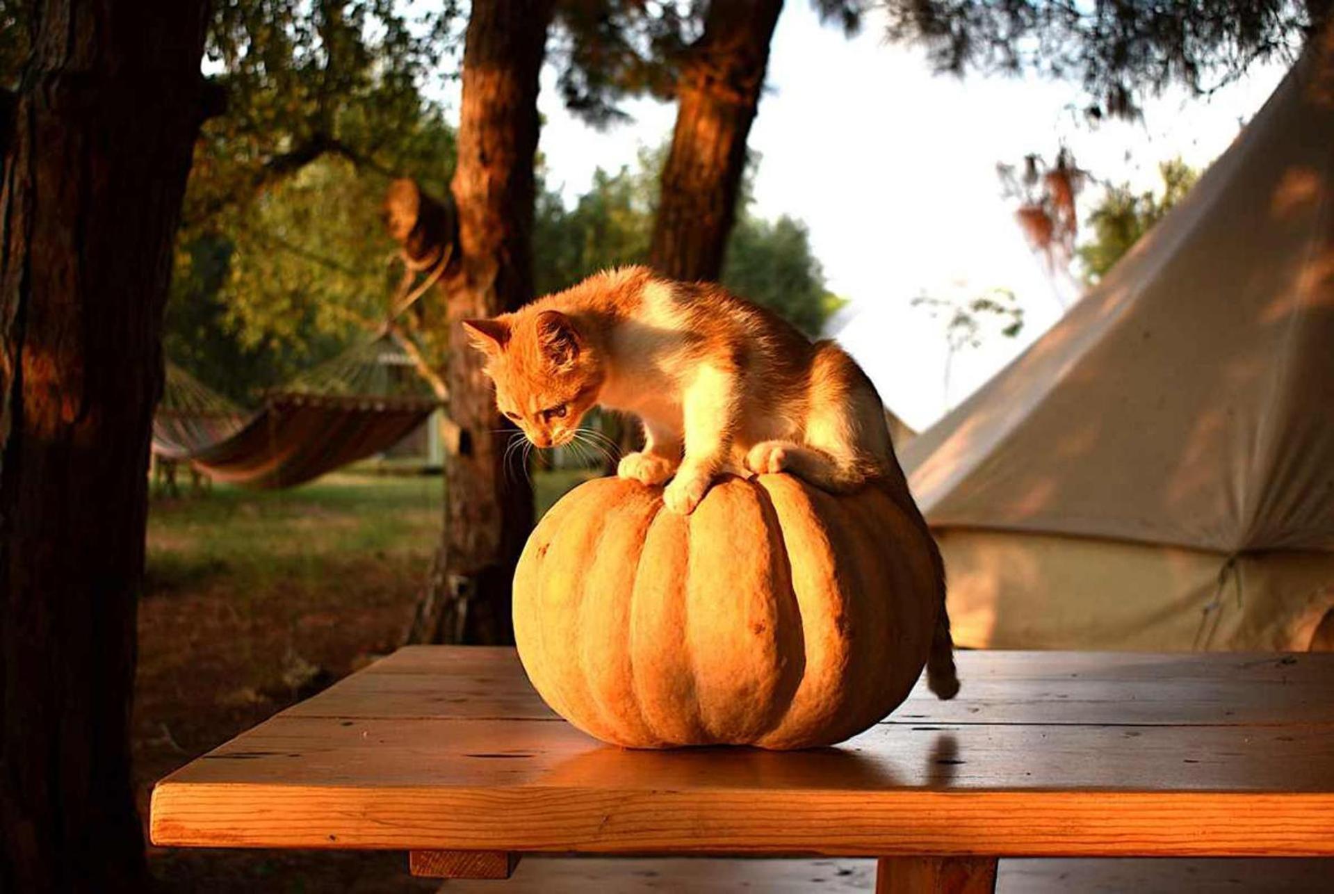 Glamping At A Lovely Tent In Skiaxtro- Marathopoli Villa Esterno foto